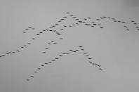 Gans6
